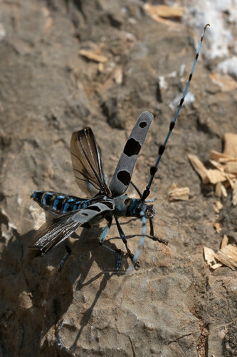 Alpine longhorn Rosalia