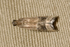 Euzopherodes charlottae