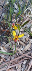 Diuris orientis