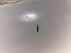 Euborellia annulipes