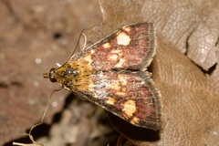 Pyrausta aurata