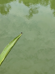 Aethriamanta gracilis