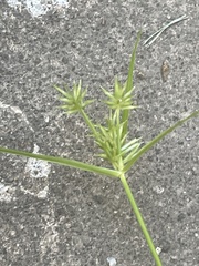 Cyperus croceus