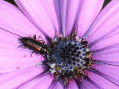 Neoeutrapela