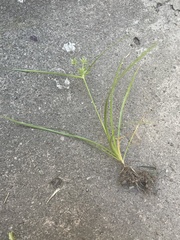 Cyperus croceus