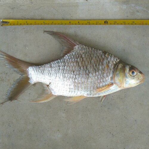 Bulu barb (Puntioplites bulu) — Cyprinidae — 2