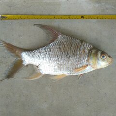 Bulu Barb photo 3