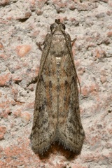 Ephestia elutella
