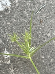 Cyperus croceus