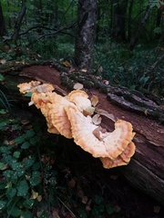 Laetiporus sulphureus