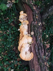 Laetiporus sulphureus