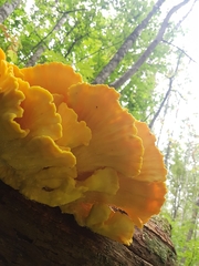 Laetiporus sulphureus