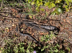 Pseudonaja textilis