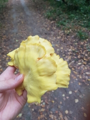 Laetiporus sulphureus