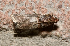 Acrobasis advenella