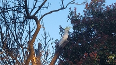 Cacatua galerita