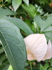 Momordica cochinchinensis