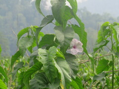 Ipomoea carnea fistulosa
