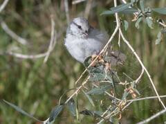 Cyanistes cyanus