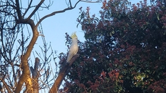 Cacatua galerita