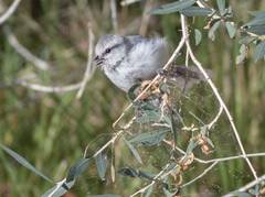 Cyanistes cyanus