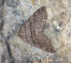 Thera cognata