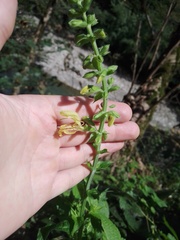 Salvia glutinosa