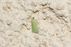 Tortrix viridana