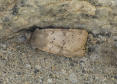 Epipsilia grisescens