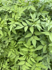 Bidens pilosa pilosa