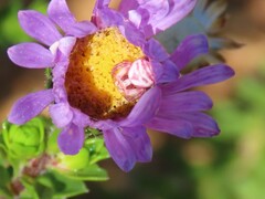 Thomisus citrinellus