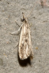 Catoptria verellus