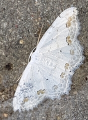 Scopula ornata