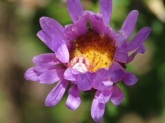 Thomisus citrinellus