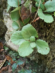 Hylotelephium caucasicum