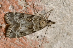 Eudonia mercurella