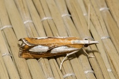 Catoptria pinella