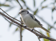Cyanistes cyanus