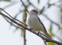 Cyanistes cyanus