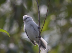 Cyanistes cyanus