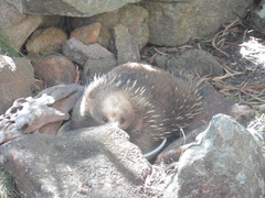 Tachyglossus aculeatus