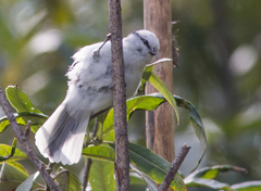 Cyanistes cyanus