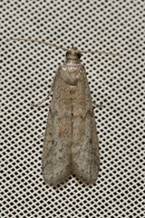 Ephestia elutella