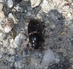 Aphodiinae