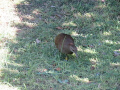 Gallirallus sylvestris