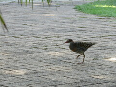 Gallirallus philippensis