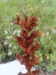Orobanche