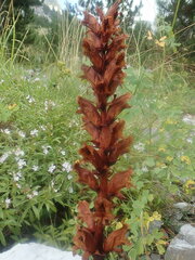 Orobanche