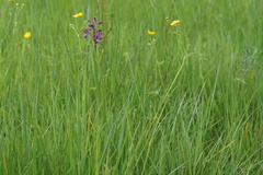 Anacamptis laxiflora