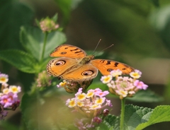 Junonia almana